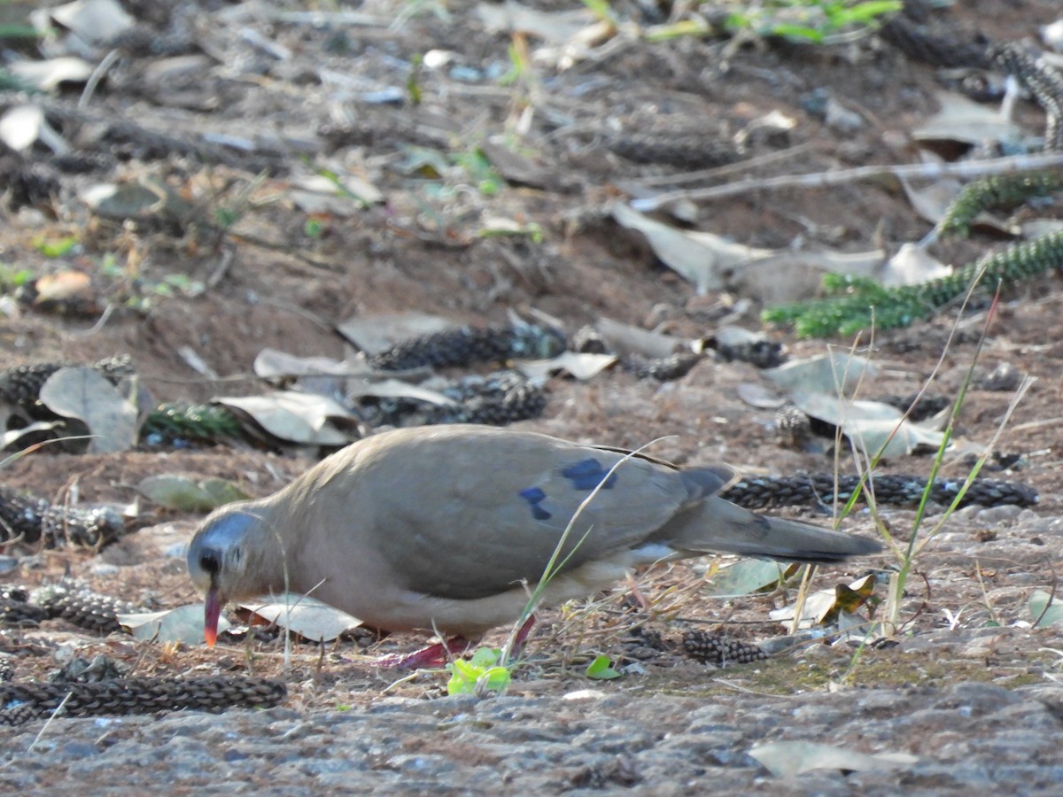 Blue-spotted Wood-Dove - ML638028989