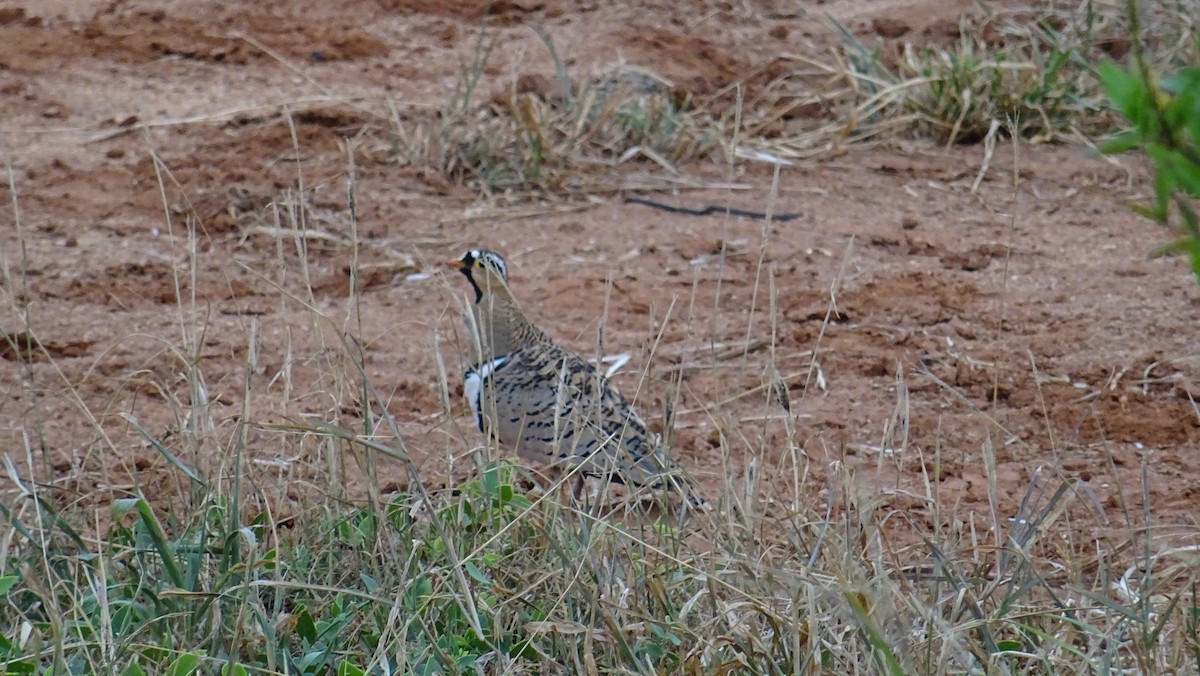 Black-faced Sandgrouse - ML638029009