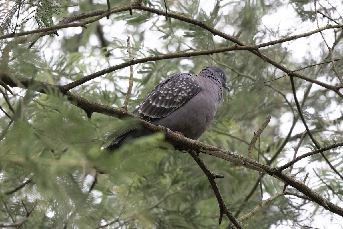 Spot-winged Pigeon - ML638029029