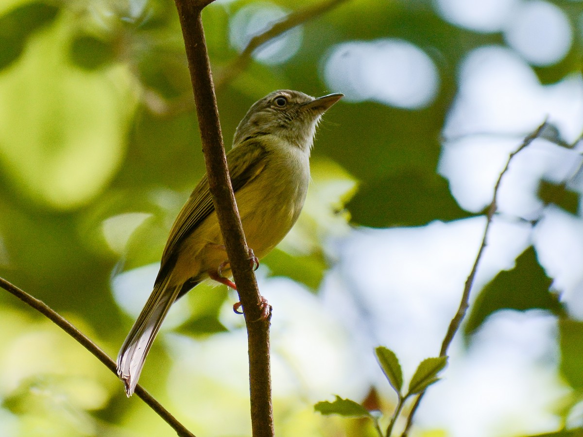 Yellow-olive Flatbill (Gray-headed) - ML638029060