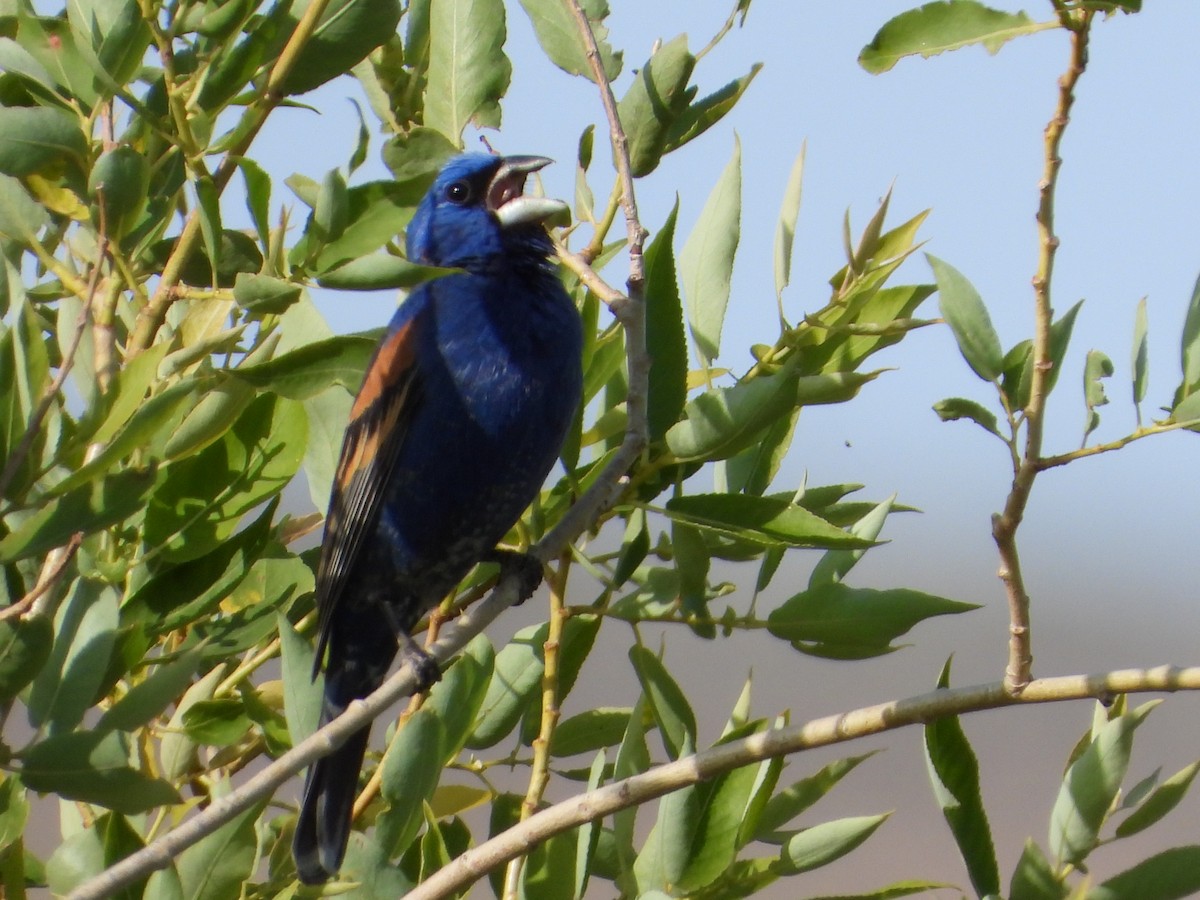 Blue Grosbeak - ML638029069