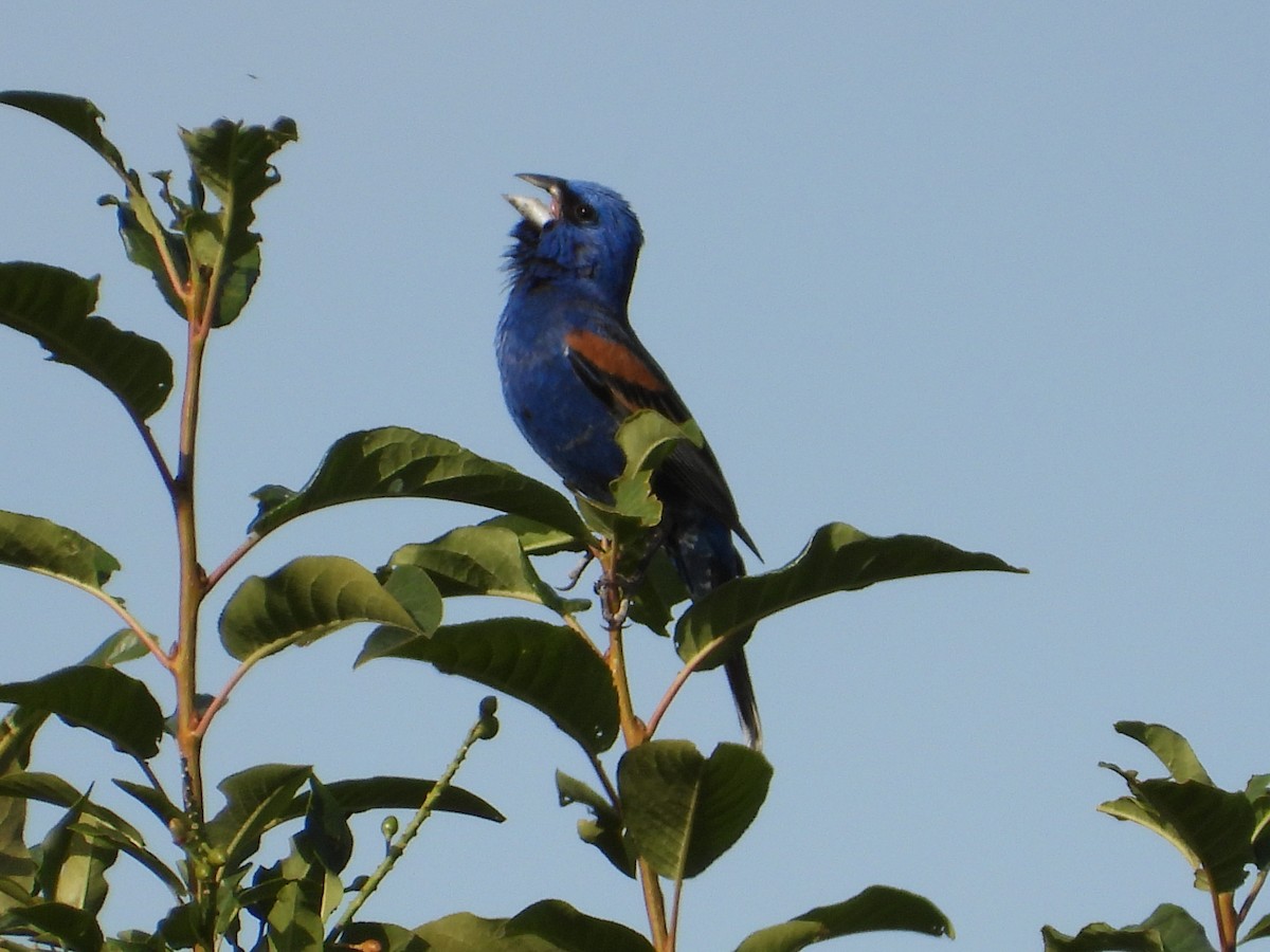 Blue Grosbeak - ML638029070