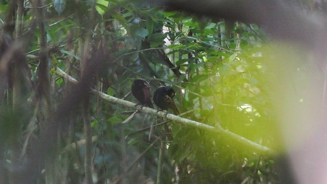 Tropfenmantel-Ameisenvogel - ML638029075