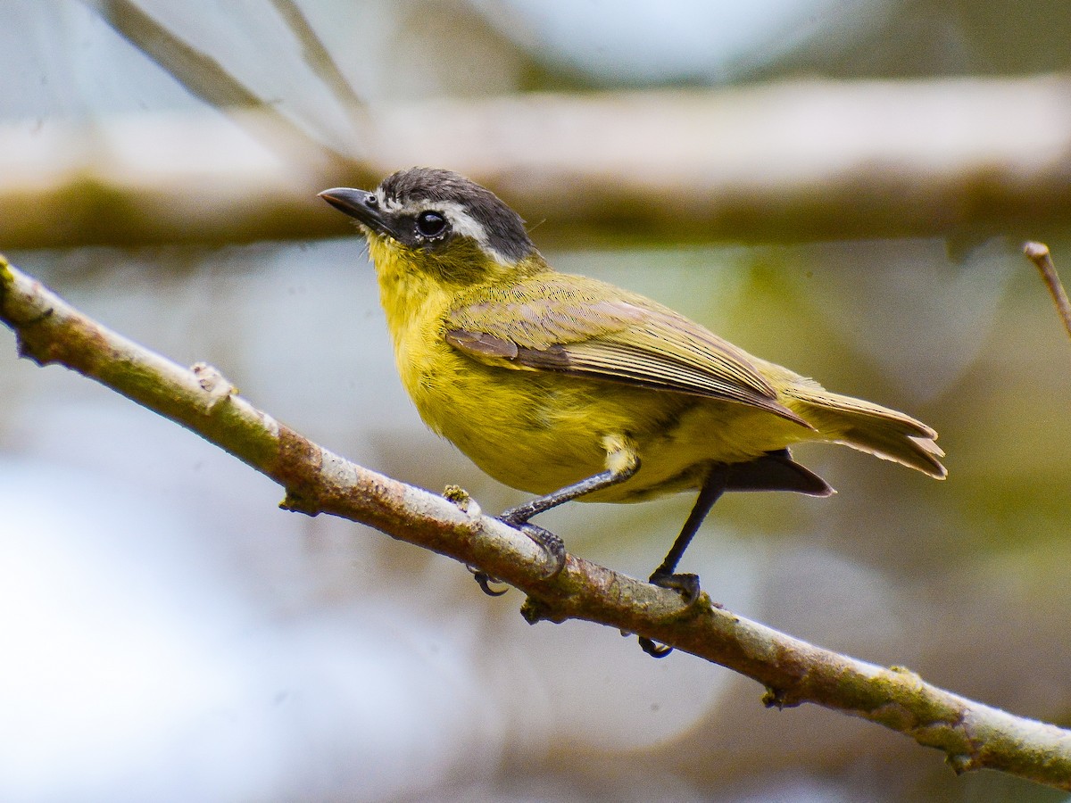 Yellow-bellied Tyrannulet - ML638029122