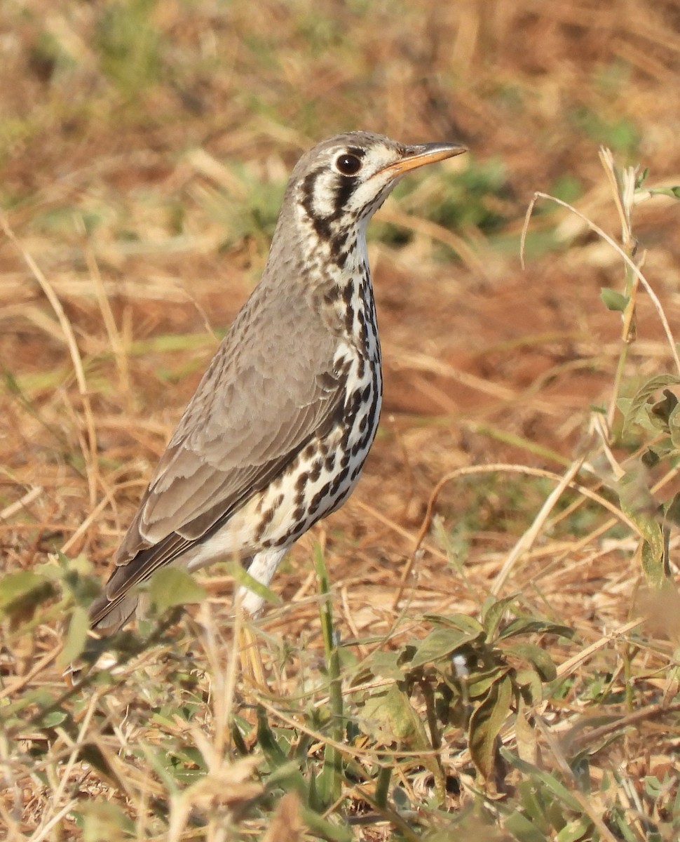 Groundscraper Thrush - ML638029128