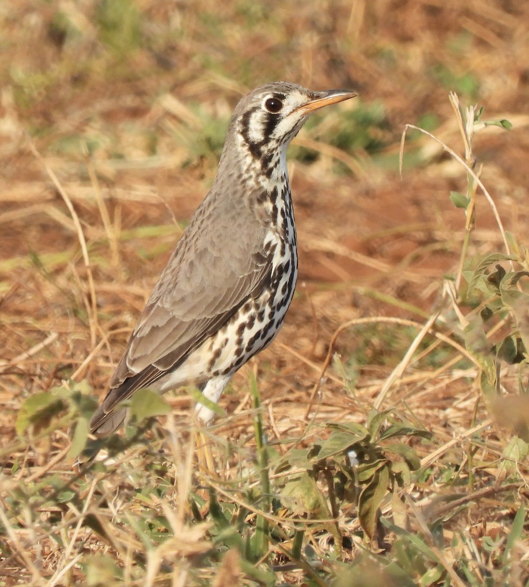 Groundscraper Thrush - ML638029129