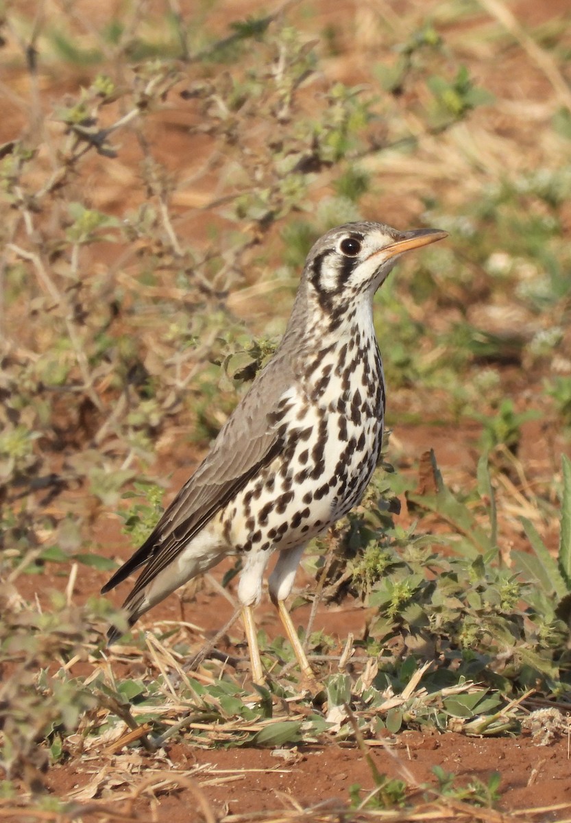 Groundscraper Thrush - ML638029130