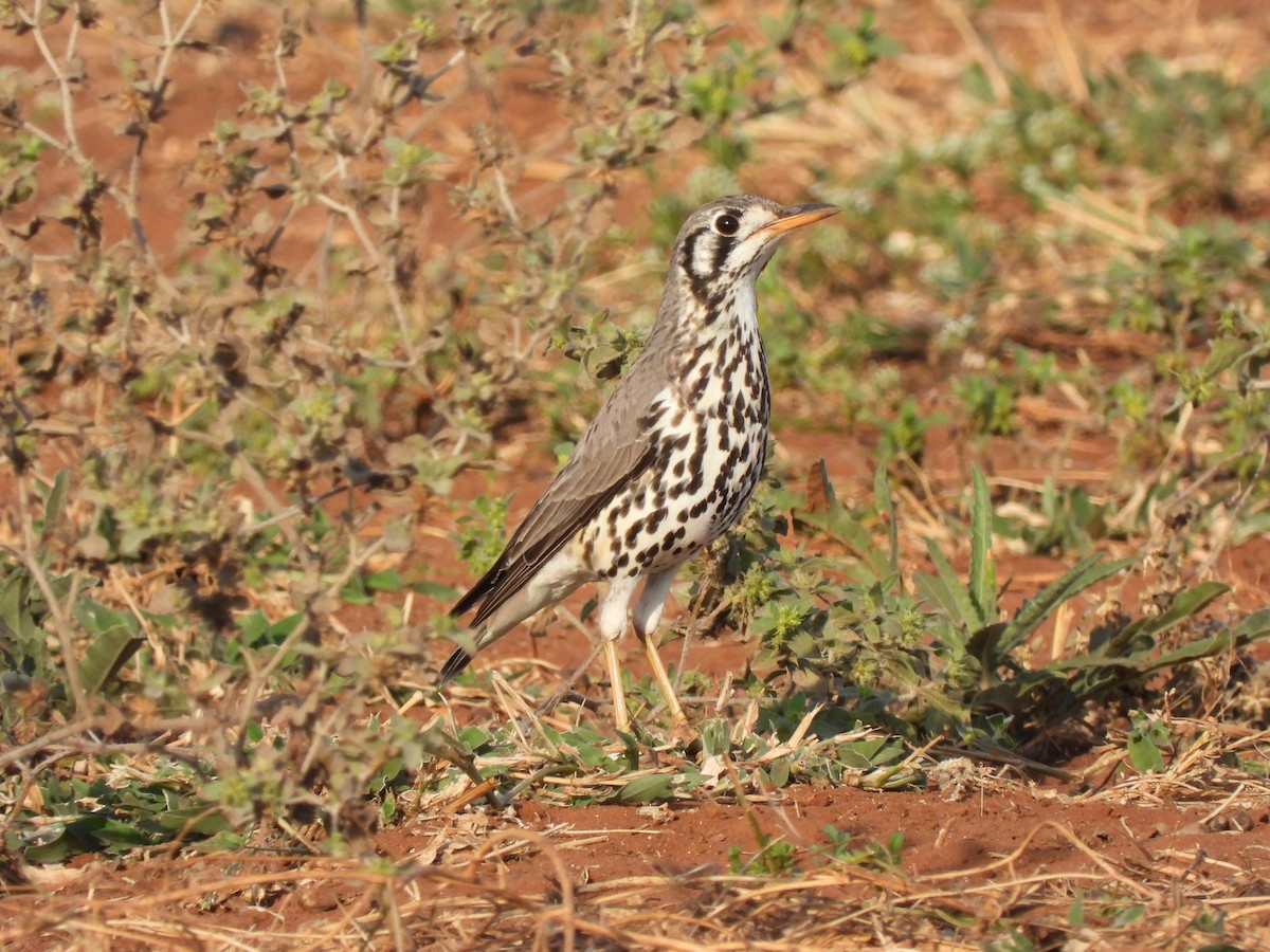 Groundscraper Thrush - ML638029131