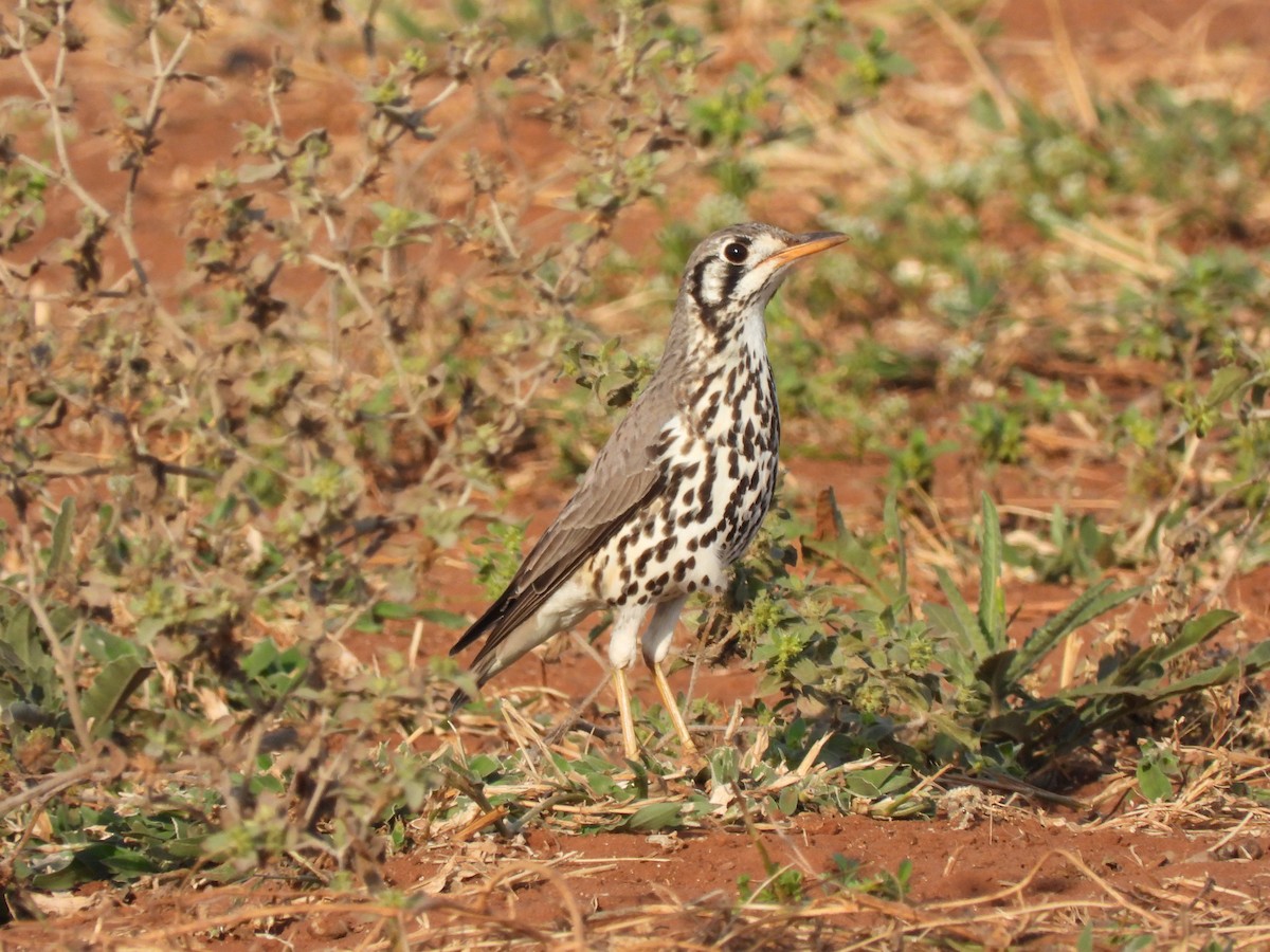Groundscraper Thrush - ML638029132