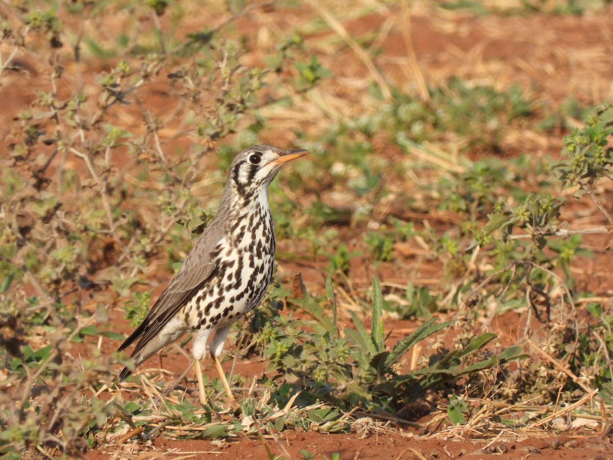Groundscraper Thrush - ML638029133