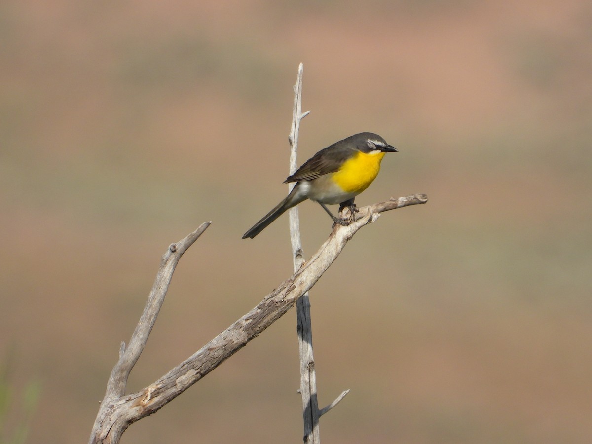 Yellow-breasted Chat - ML638029138