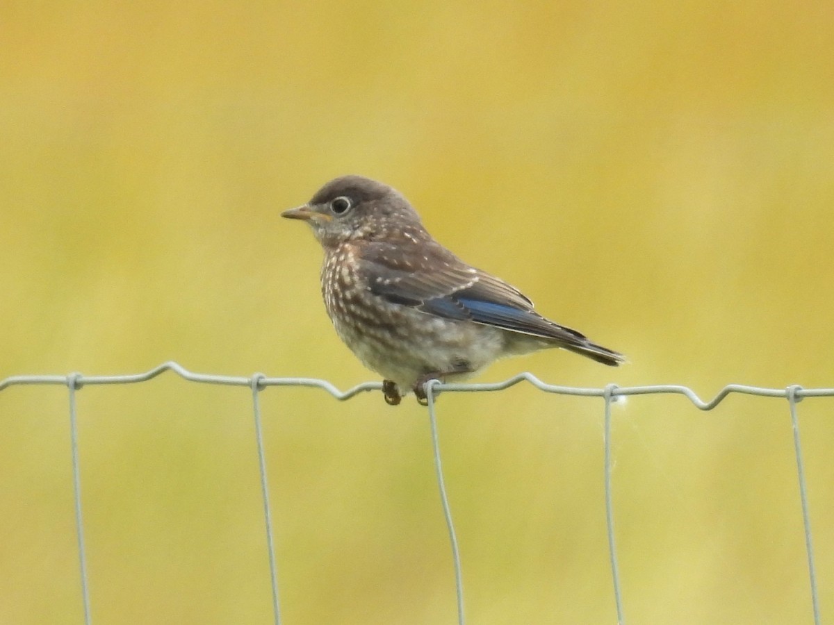 Eastern Bluebird - ML638029158