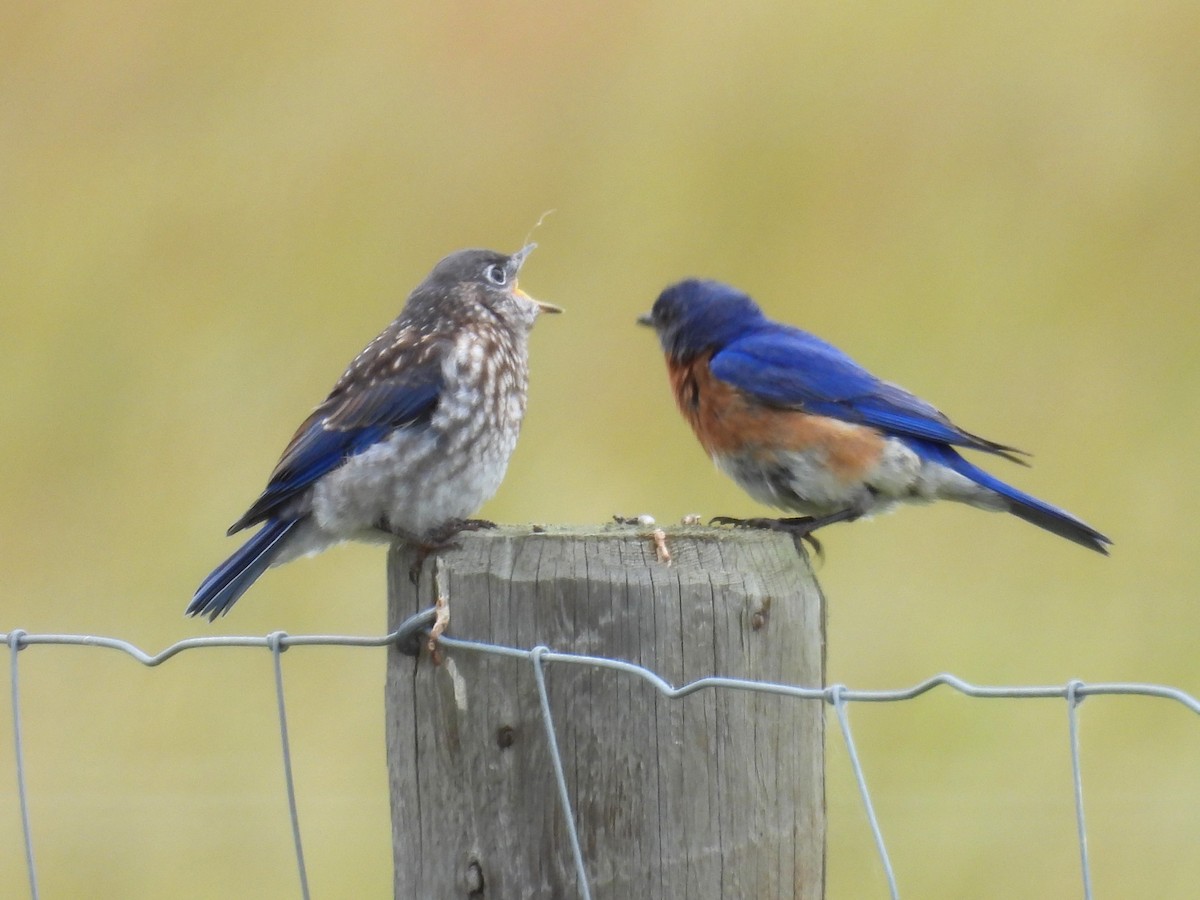 Eastern Bluebird - ML638029159