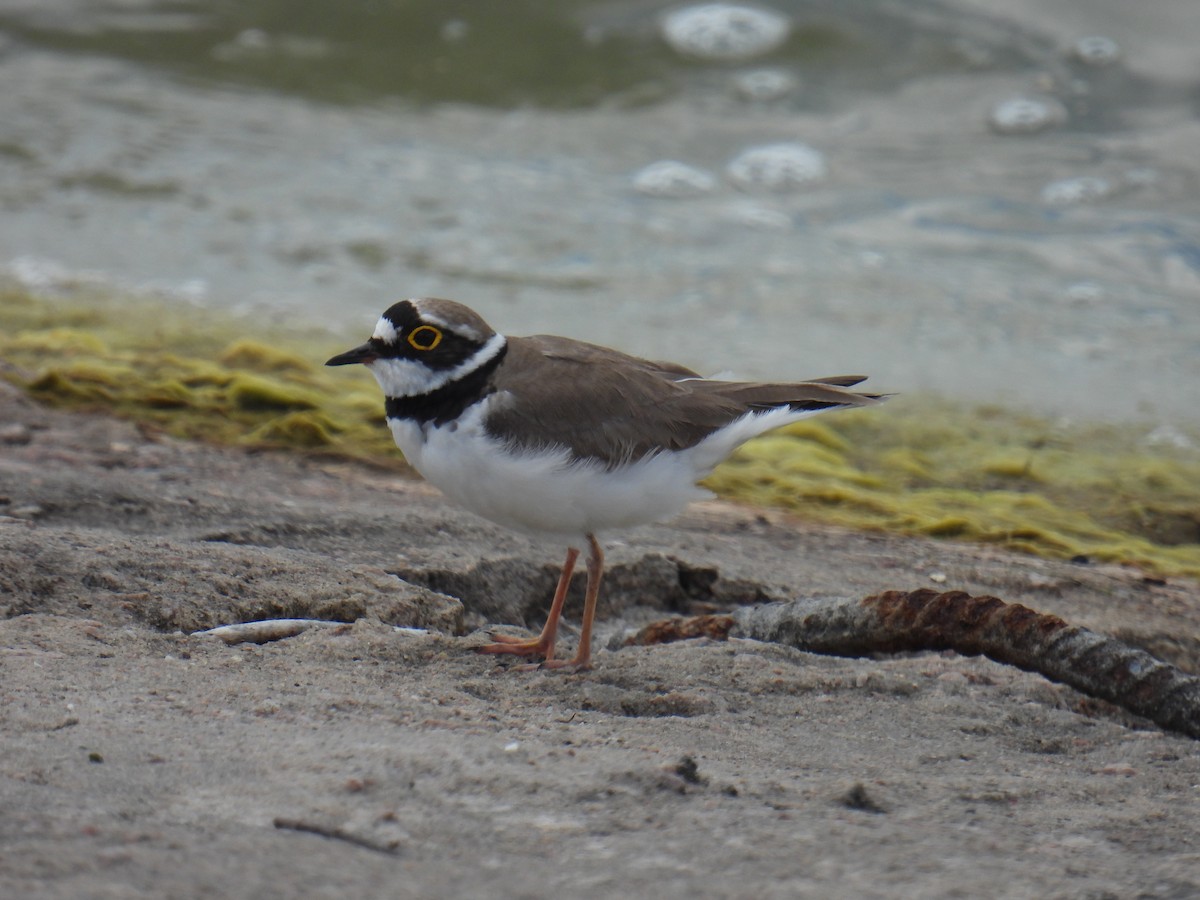 Little Ringed Plover - ML638029160