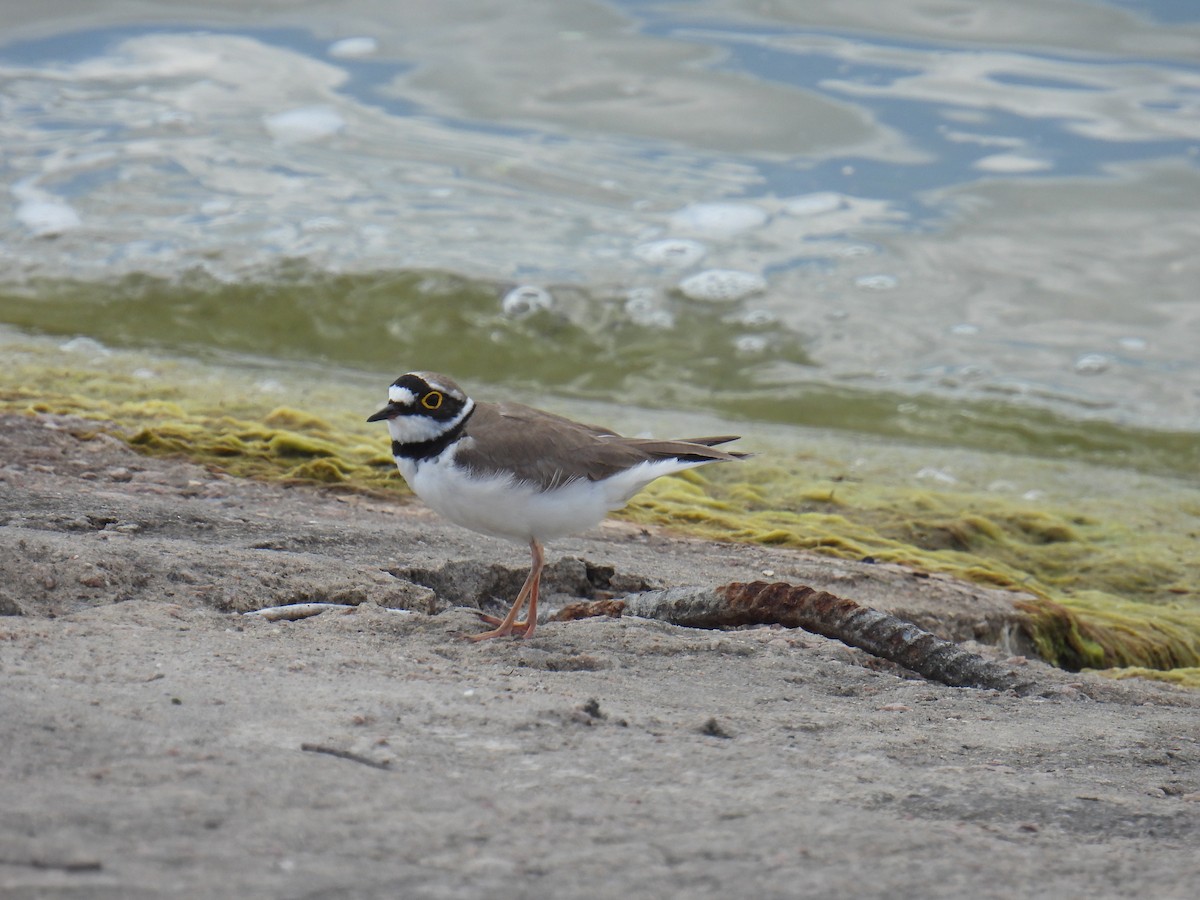 Little Ringed Plover - ML638029161