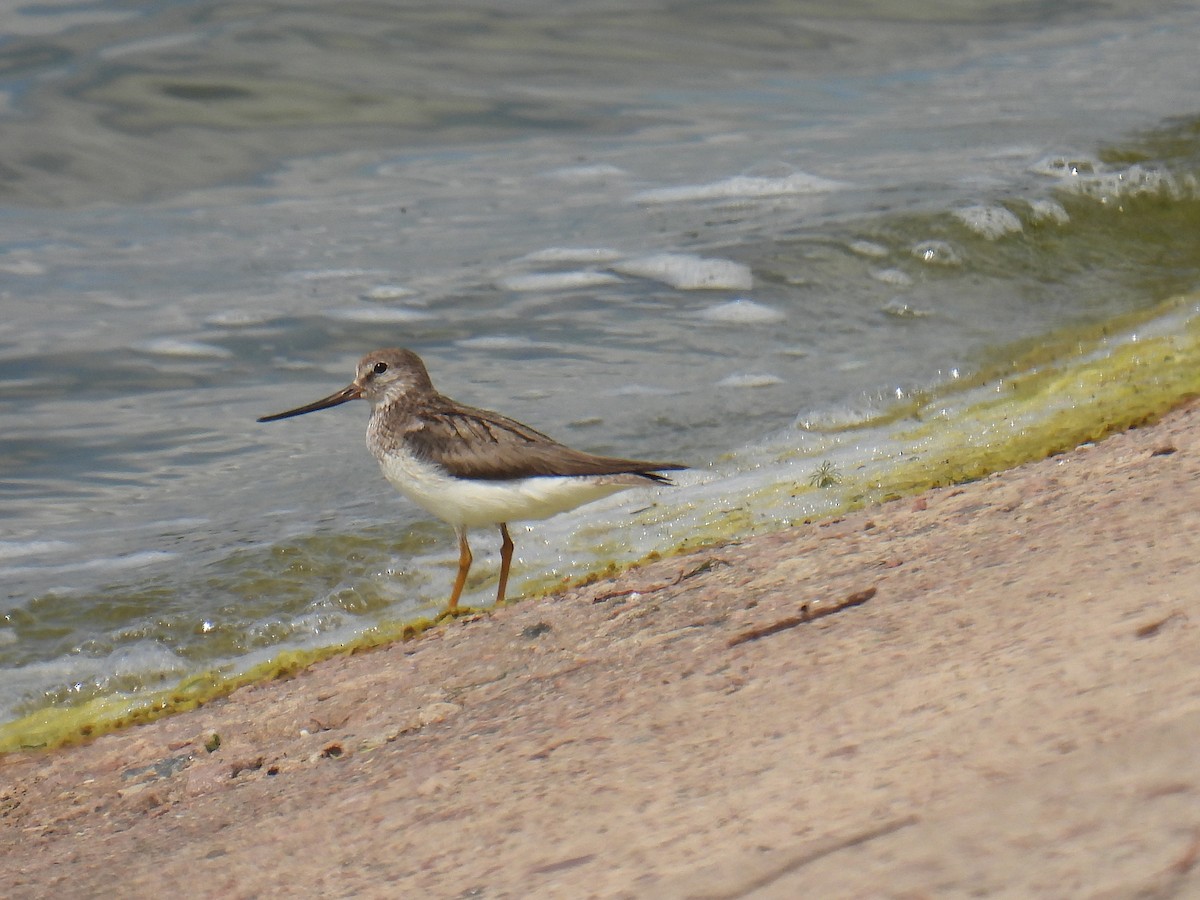 Terek Sandpiper - ML638029168