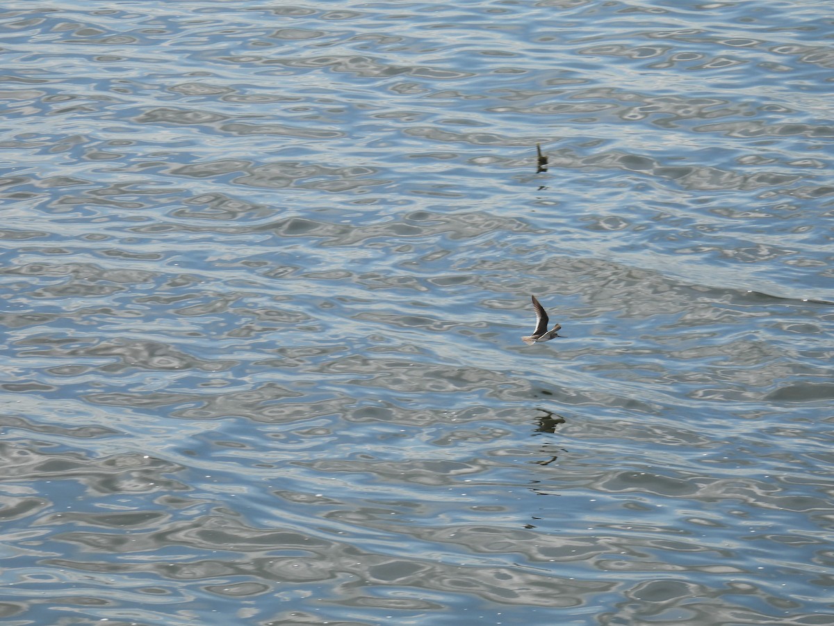 Terek Sandpiper - ML638029169