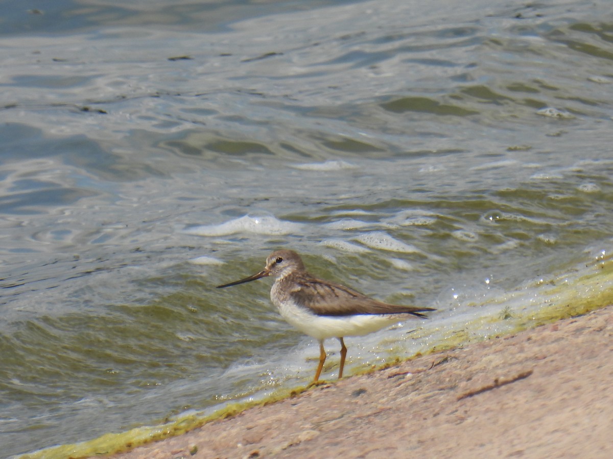 Terek Sandpiper - ML638029170