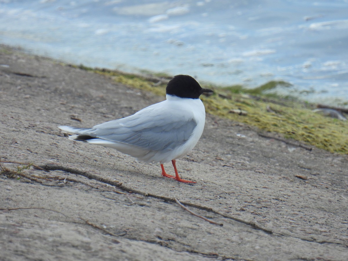 Little Gull - ML638029178
