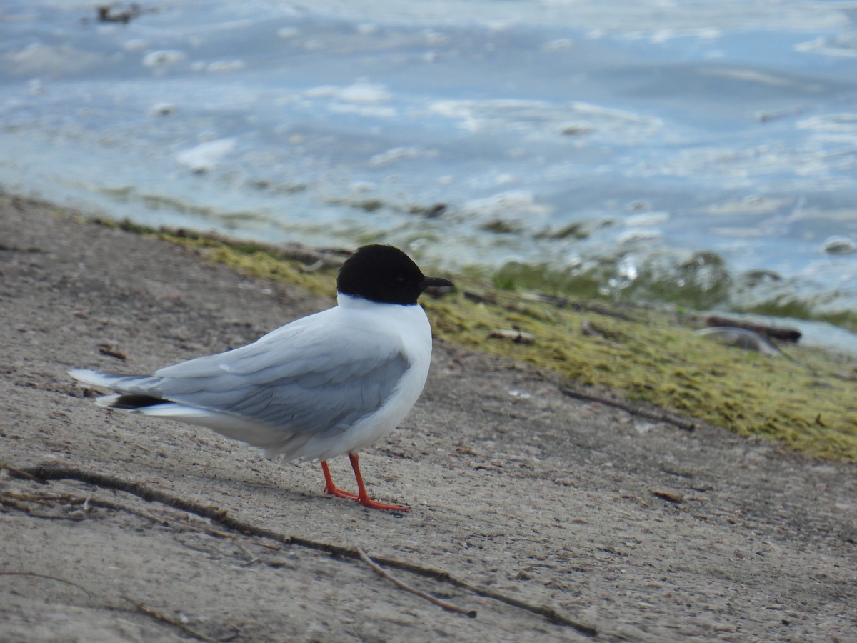 Little Gull - ML638029179