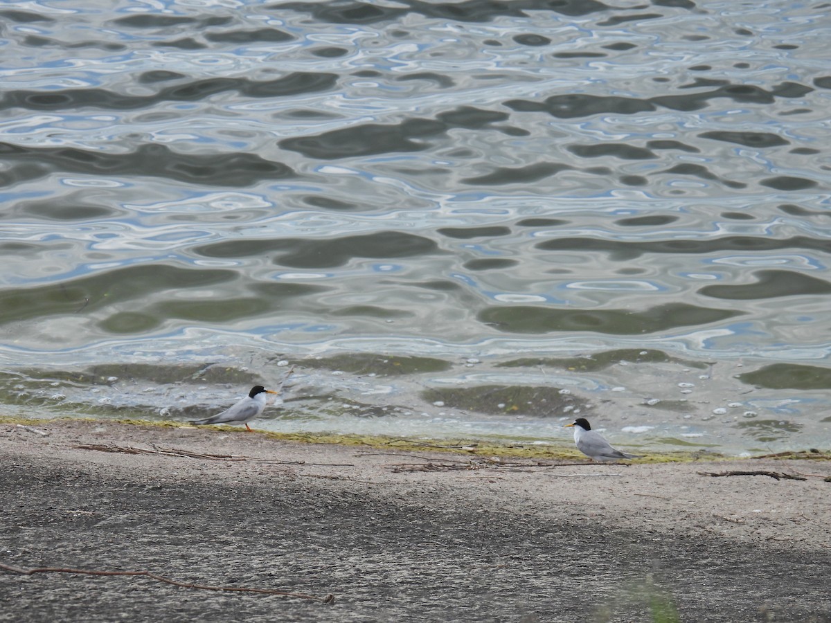 Little Tern - ML638029200