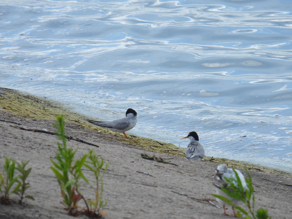 Little Tern - ML638029201