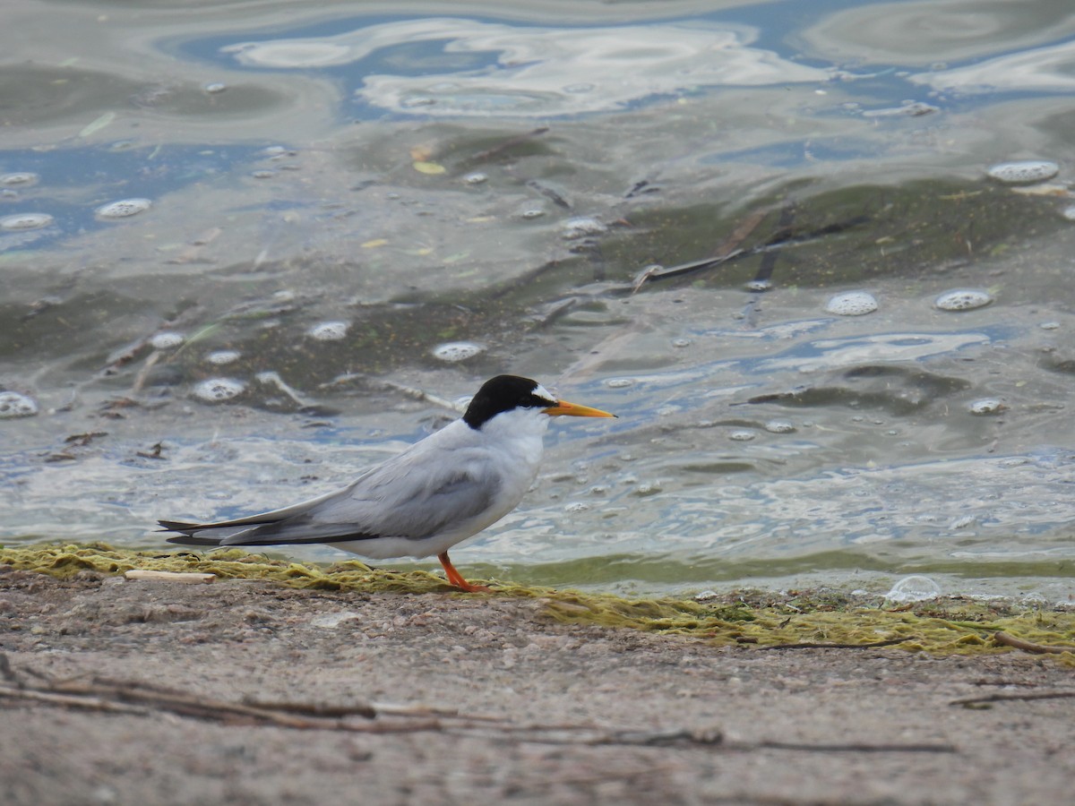 Little Tern - ML638029202