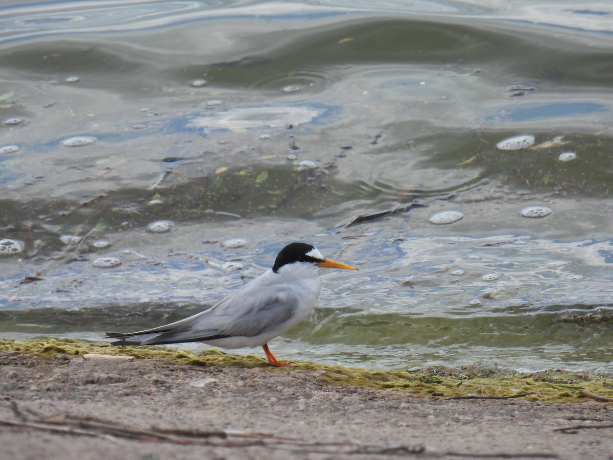 Little Tern - ML638029203