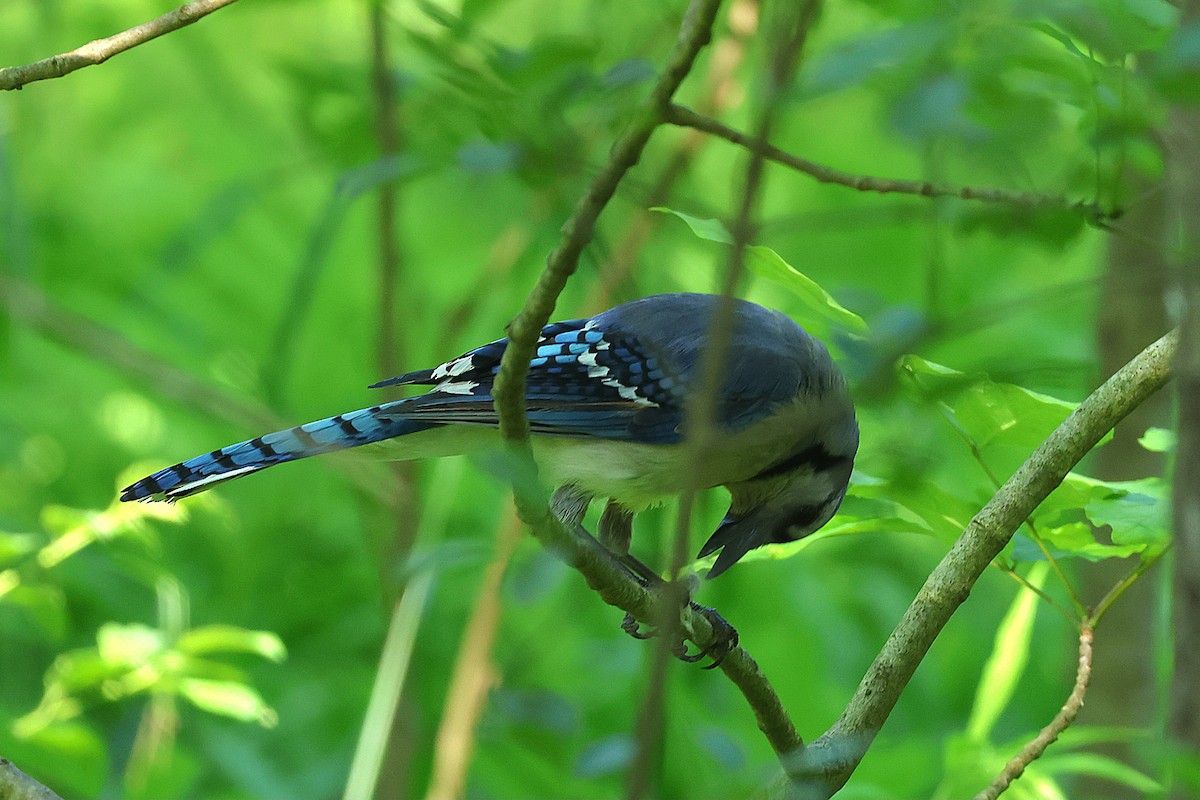 Blue Jay - ML638029220