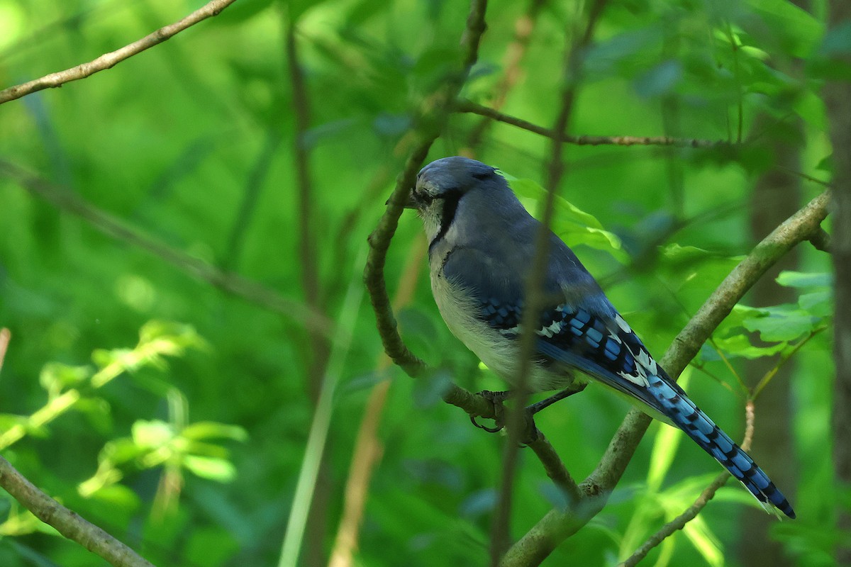 Blue Jay - ML638029221