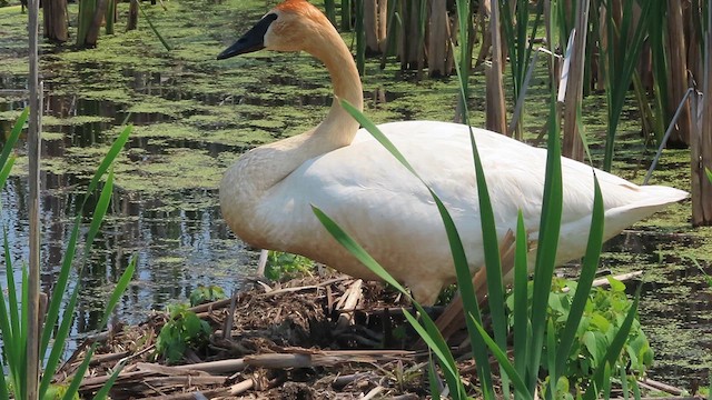 Trompeterschwan - ML638029227