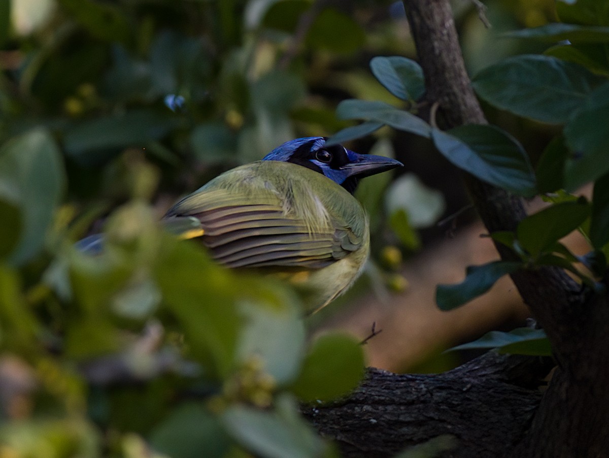 Green Jay - ML638029251