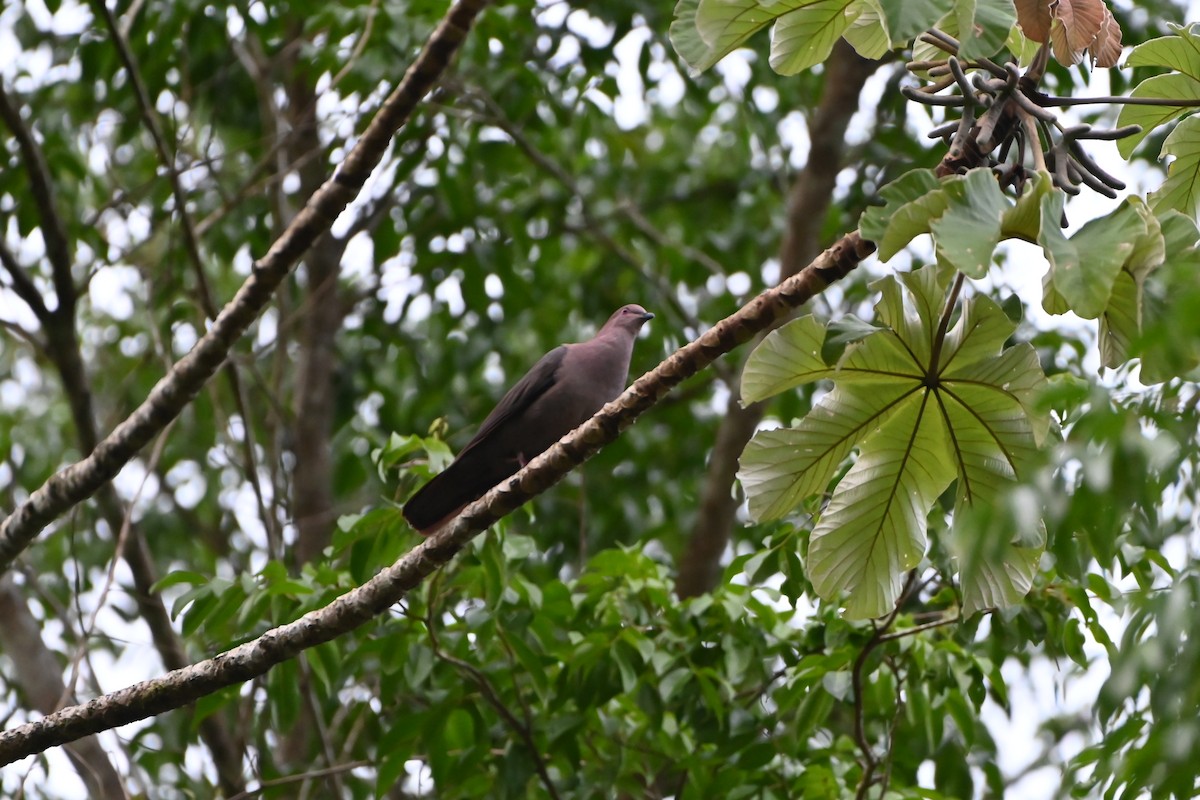 Short-billed Pigeon - ML638029286