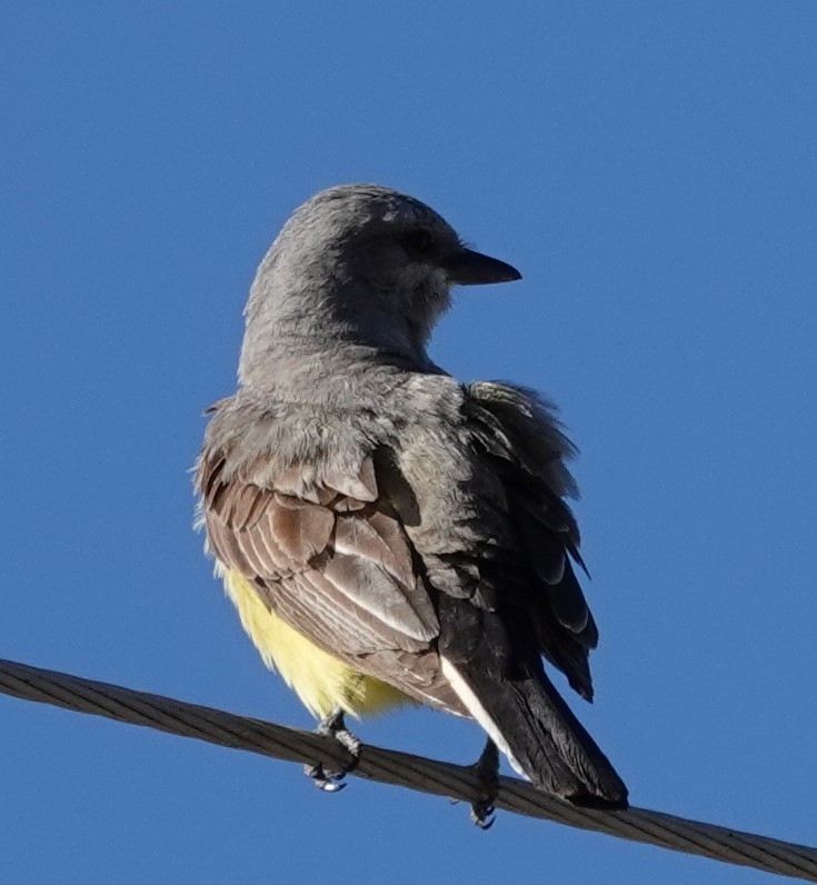 Western Kingbird - ML638029312