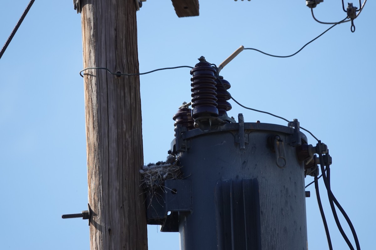 Western Kingbird - ML638029313