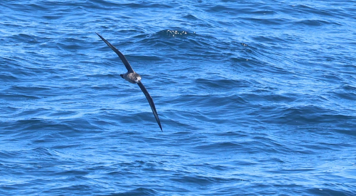 Murphy's Petrel - ML638029321