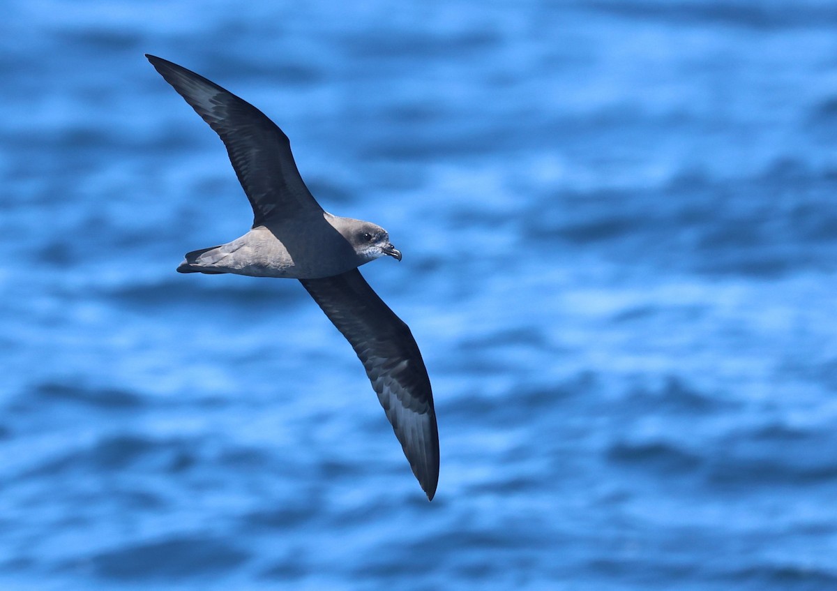 Murphy's Petrel - ML638029322