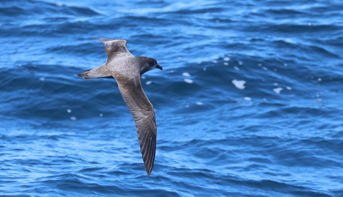 Murphy's Petrel - ML638029323