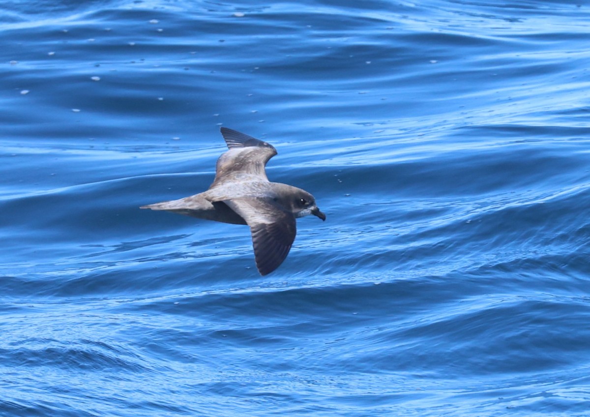 Murphy's Petrel - ML638029324