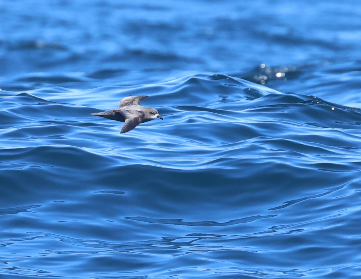 Murphy's Petrel - ML638029325