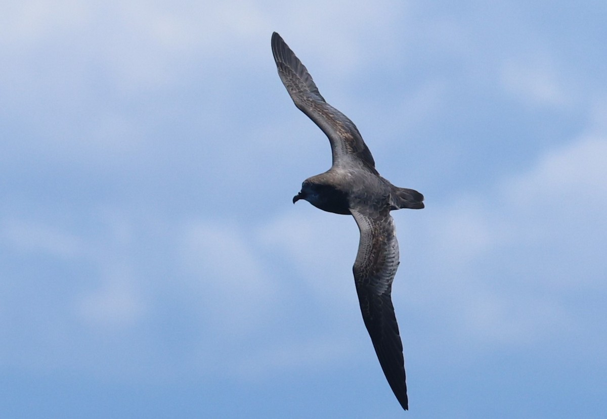 Murphy's Petrel - ML638029326