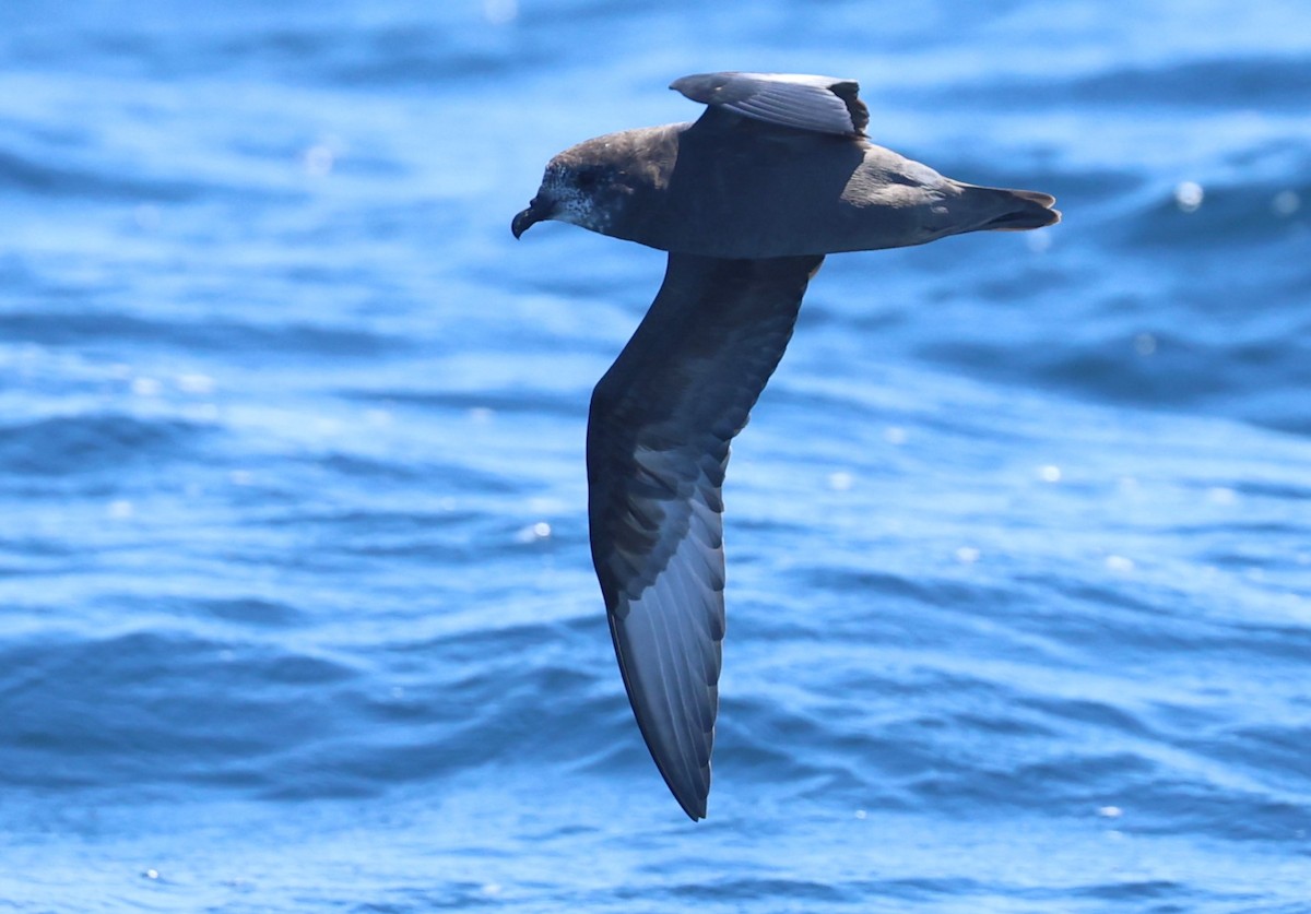 Murphy's Petrel - ML638029327