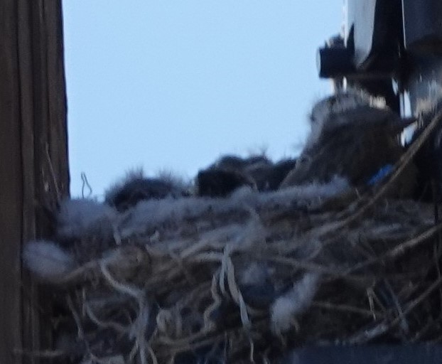 Western Kingbird - ML638029348