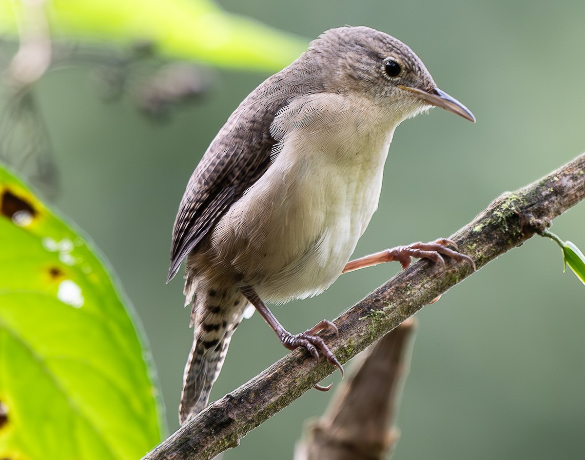 Southern House Wren - ML638029352