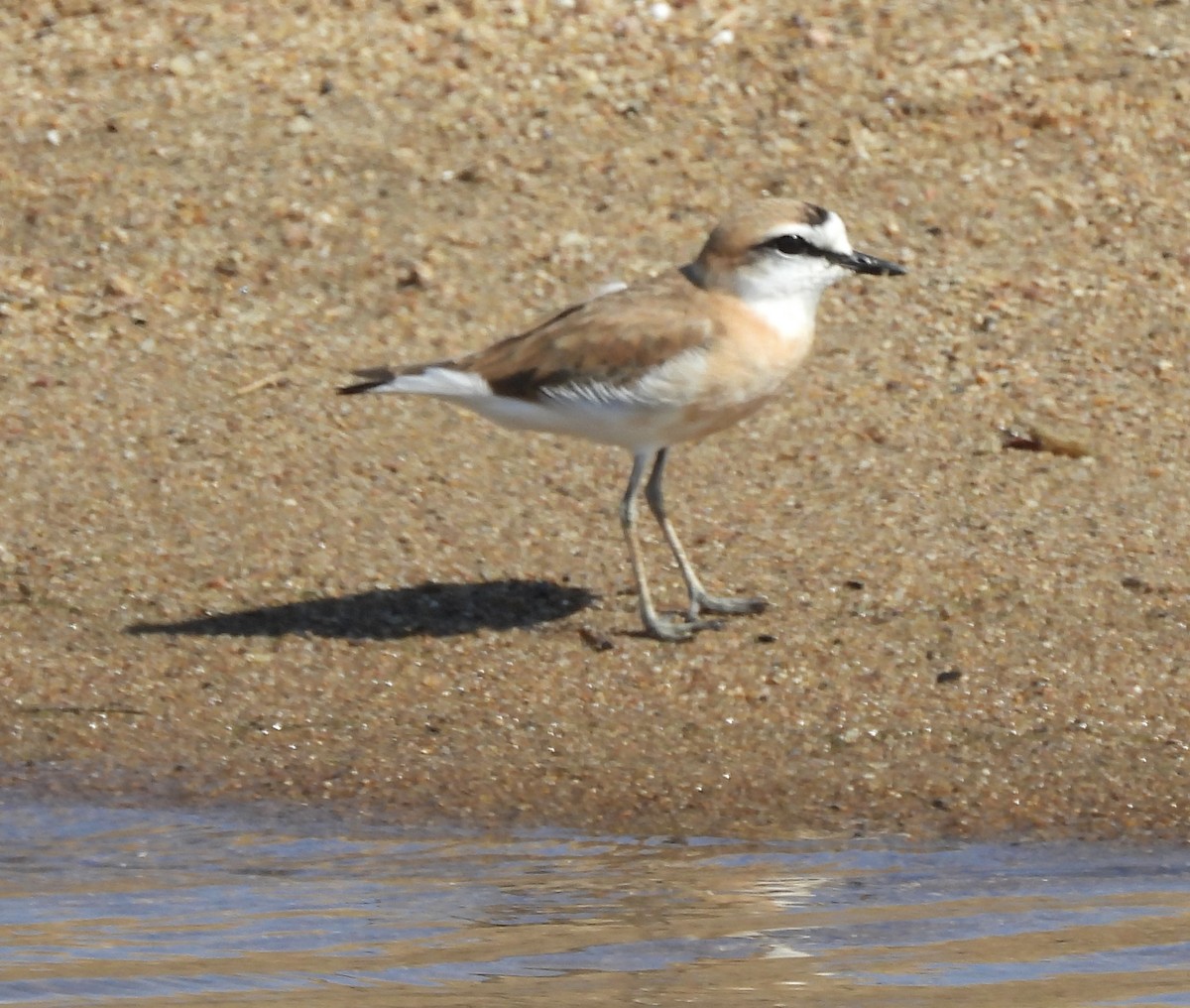 White-fronted Plover - ML638029367