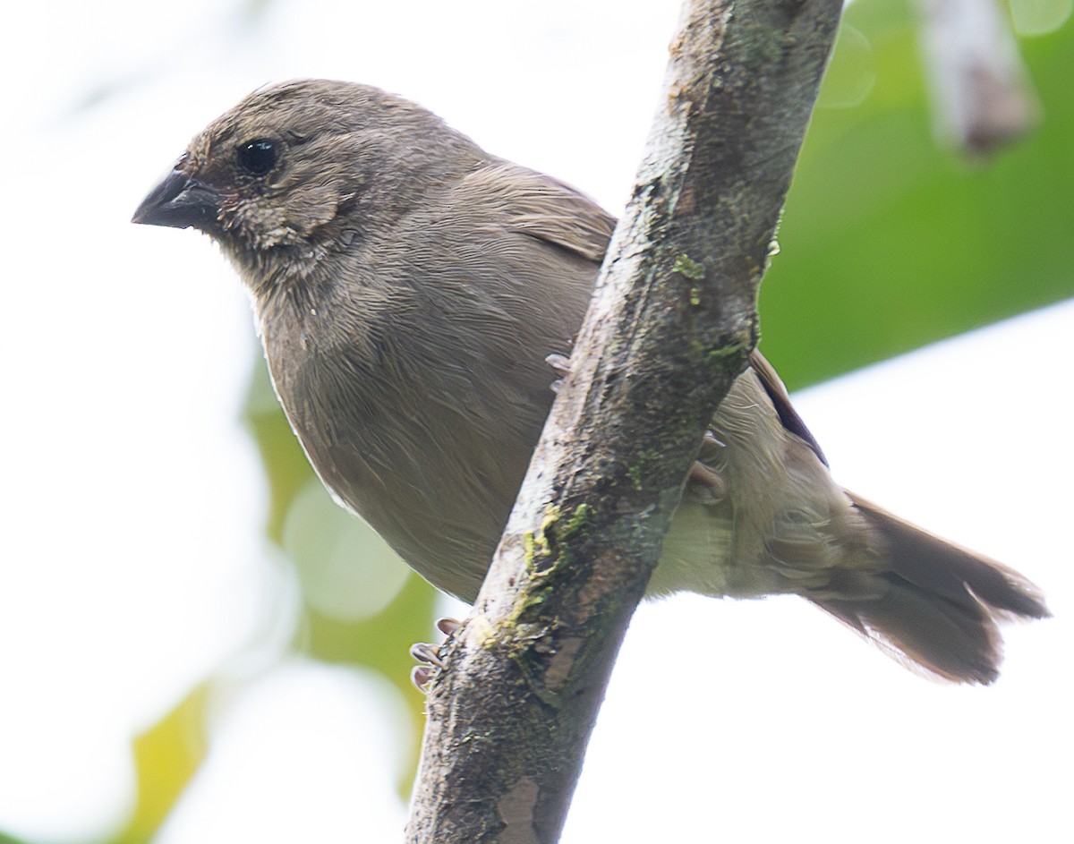 Dull-colored Grassquit - ML638029381