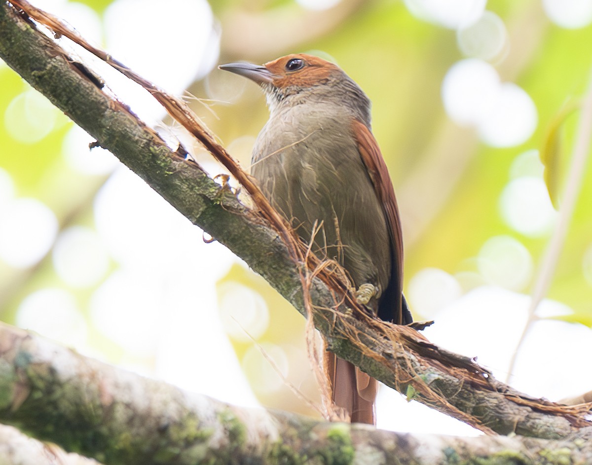 Red-faced Spinetail - ML638029384
