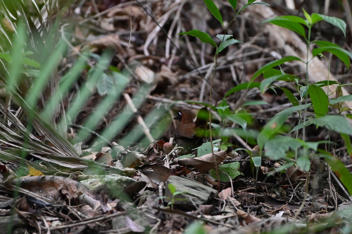 Mayan Antthrush - ML638029386