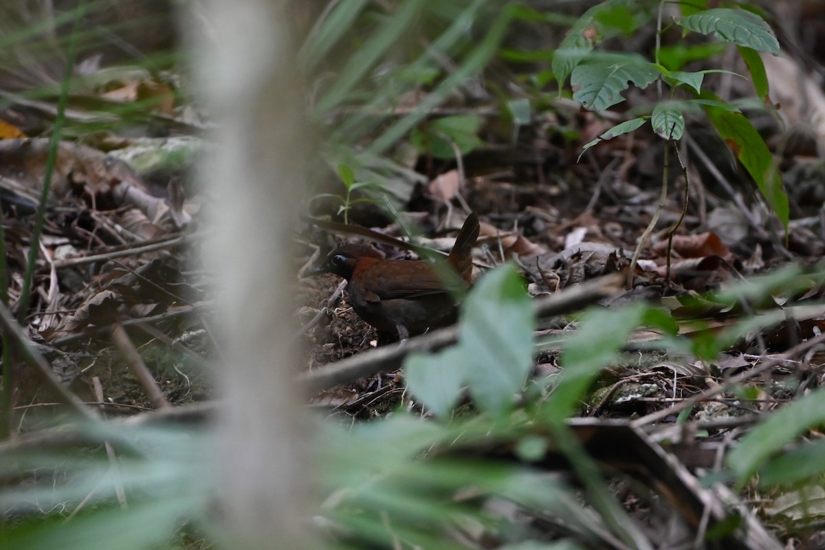 Mayan Antthrush - ML638029387