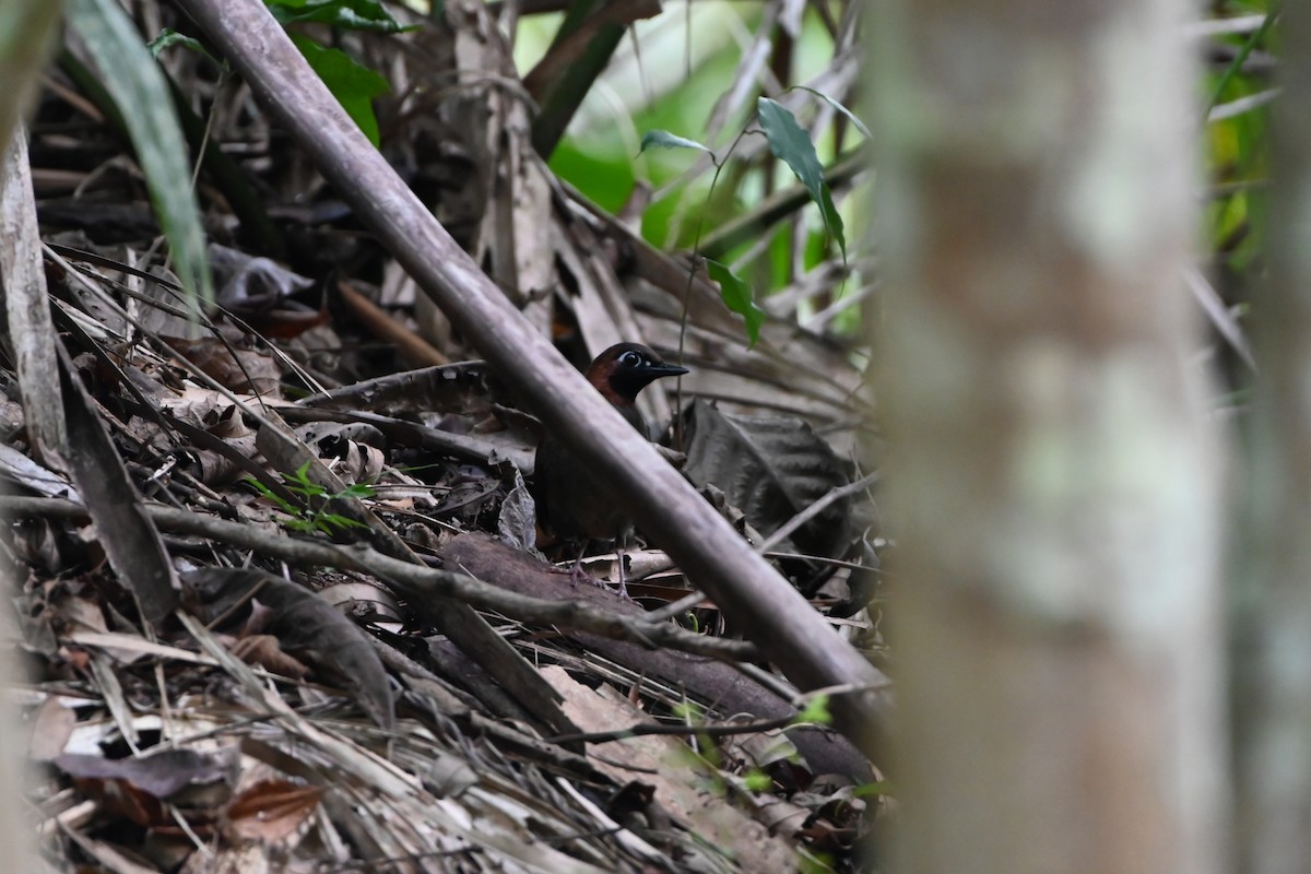 Mayan Antthrush - ML638029388